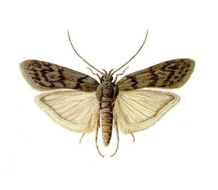 mklik