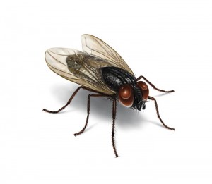 Oferta - zwalczanie szczur&oacute;w i myszy, zwalczanie much mr&oacute;wek, oprysk na kleszcze i komary, zwalczanie pluskiew, dezynfekcja urzęd&oacute;w, dezynfekcja klimatyzacja, dezynfekcja i sprzątanie po zmarłych, gazowanie zb&oacute;ż silos&oacute;w magazyn&oacute;w, zamgławianie termiczne ulv, usuwanie roztoczy alergen&oacute;w, ozonowanie mieszkań klimatyzacji, usuwanie grzyb&oacute;w pleśni bakterii, wdrożenie haccp punkty krytyczne, audyt biologa terenowego brc, dokumentacja haccp ghp gmp, szkolenia dla pracownik&oacute;w ifs haccp, sprzątanie poddaszy strych&oacute;w piwnic, usuwanie odchod&oacute;w gołębi i innych ptak&oacute;w, sprzątanie i odkażanie po zgonach, zwalczanie roztoczy i ich alergen&oacute;w, odgrzybianie, likwidacja pleśni grzyb&oacute;w alergen&oacute;w, izolacja pozioma przy zawilgoceniu mur&oacute;w piwnic, osuszanie budynk&oacute;w i mieszkań, usuwanie wilgoci, badania laboratoryjne pleśni grzyb&oacute;w, pobieranie pr&oacute;bek z powietrza i r&oacute;żnych innych powierzchni