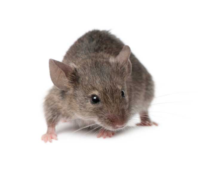 mysz domowa