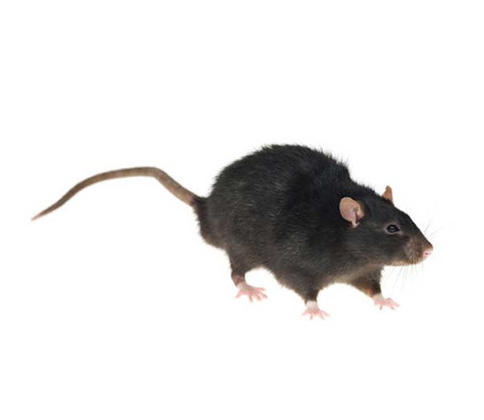Szczur śniady