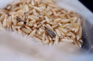 Mole spożywcze - zwalczanie szczur&oacute;w i myszy, zwalczanie much mr&oacute;wek, oprysk na kleszcze i komary, zwalczanie pluskiew, dezynfekcja urzęd&oacute;w, dezynfekcja klimatyzacja, dezynfekcja i sprzątanie po zmarłych, gazowanie zb&oacute;ż silos&oacute;w magazyn&oacute;w, zamgławianie termiczne ulv, usuwanie roztoczy alergen&oacute;w, ozonowanie mieszkań klimatyzacji, usuwanie grzyb&oacute;w pleśni bakterii, wdrożenie haccp punkty krytyczne, audyt biologa terenowego brc, dokumentacja haccp ghp gmp, szkolenia dla pracownik&oacute;w ifs haccp, sprzątanie poddaszy strych&oacute;w piwnic, usuwanie odchod&oacute;w gołębi i innych ptak&oacute;w, sprzątanie i odkażanie po zgonach, zwalczanie roztoczy i ich alergen&oacute;w, odgrzybianie, likwidacja pleśni grzyb&oacute;w alergen&oacute;w, izolacja pozioma przy zawilgoceniu mur&oacute;w piwnic, osuszanie budynk&oacute;w i mieszkań, usuwanie wilgoci, badania laboratoryjne pleśni grzyb&oacute;w, pobieranie pr&oacute;bek z powietrza i r&oacute;żnych innych powierzchni