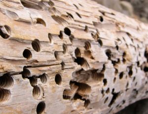 Szkodniki w drewnie - zwalczanie szczur&oacute;w i myszy, zwalczanie much mr&oacute;wek, oprysk na kleszcze i komary, zwalczanie pluskiew, dezynfekcja urzęd&oacute;w, dezynfekcja klimatyzacja, dezynfekcja i sprzątanie po zmarłych, gazowanie zb&oacute;ż silos&oacute;w magazyn&oacute;w, zamgławianie termiczne ulv, usuwanie roztoczy alergen&oacute;w, ozonowanie mieszkań klimatyzacji, usuwanie grzyb&oacute;w pleśni bakterii, wdrożenie haccp punkty krytyczne, audyt biologa terenowego brc, dokumentacja haccp ghp gmp, szkolenia dla pracownik&oacute;w ifs haccp, sprzątanie poddaszy strych&oacute;w piwnic, usuwanie odchod&oacute;w gołębi i innych ptak&oacute;w, sprzątanie i odkażanie po zgonach, zwalczanie roztoczy i ich alergen&oacute;w, odgrzybianie, likwidacja pleśni grzyb&oacute;w alergen&oacute;w, izolacja pozioma przy zawilgoceniu mur&oacute;w piwnic, osuszanie budynk&oacute;w i mieszkań, usuwanie wilgoci, badania laboratoryjne pleśni grzyb&oacute;w, pobieranie pr&oacute;bek z powietrza i r&oacute;żnych innych powierzchni