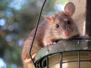 Audyt biologa terenowego. Deratyzacja i ochrona przed szkodnikami w ramach BRC IFS HACCP - zwalczanie szczur&oacute;w i myszy, zwalczanie much mr&oacute;wek, oprysk na kleszcze i komary, zwalczanie pluskiew, dezynfekcja urzęd&oacute;w, dezynfekcja klimatyzacja, dezynfekcja i sprzątanie po zmarłych, gazowanie zb&oacute;ż silos&oacute;w magazyn&oacute;w, zamgławianie termiczne ulv, usuwanie roztoczy alergen&oacute;w, ozonowanie mieszkań klimatyzacji, usuwanie grzyb&oacute;w pleśni bakterii, wdrożenie haccp punkty krytyczne, audyt biologa terenowego brc, dokumentacja haccp ghp gmp, szkolenia dla pracownik&oacute;w ifs haccp, sprzątanie poddaszy strych&oacute;w piwnic, usuwanie odchod&oacute;w gołębi i innych ptak&oacute;w, sprzątanie i odkażanie po zgonach, zwalczanie roztoczy i ich alergen&oacute;w, odgrzybianie, likwidacja pleśni grzyb&oacute;w alergen&oacute;w, izolacja pozioma przy zawilgoceniu mur&oacute;w piwnic, osuszanie budynk&oacute;w i mieszkań, usuwanie wilgoci, badania laboratoryjne pleśni grzyb&oacute;w, pobieranie pr&oacute;bek z powietrza i r&oacute;żnych innych powierzchni