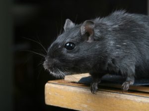 Audyt biologa terenowego. Deratyzacja i ochrona przed szkodnikami w ramach BRC IFS HACCP - zwalczanie szczur&oacute;w i myszy, zwalczanie much mr&oacute;wek, oprysk na kleszcze i komary, zwalczanie pluskiew, dezynfekcja urzęd&oacute;w, dezynfekcja klimatyzacja, dezynfekcja i sprzątanie po zmarłych, gazowanie zb&oacute;ż silos&oacute;w magazyn&oacute;w, zamgławianie termiczne ulv, usuwanie roztoczy alergen&oacute;w, ozonowanie mieszkań klimatyzacji, usuwanie grzyb&oacute;w pleśni bakterii, wdrożenie haccp punkty krytyczne, audyt biologa terenowego brc, dokumentacja haccp ghp gmp, szkolenia dla pracownik&oacute;w ifs haccp, sprzątanie poddaszy strych&oacute;w piwnic, usuwanie odchod&oacute;w gołębi i innych ptak&oacute;w, sprzątanie i odkażanie po zgonach, zwalczanie roztoczy i ich alergen&oacute;w, odgrzybianie, likwidacja pleśni grzyb&oacute;w alergen&oacute;w, izolacja pozioma przy zawilgoceniu mur&oacute;w piwnic, osuszanie budynk&oacute;w i mieszkań, usuwanie wilgoci, badania laboratoryjne pleśni grzyb&oacute;w, pobieranie pr&oacute;bek z powietrza i r&oacute;żnych innych powierzchni