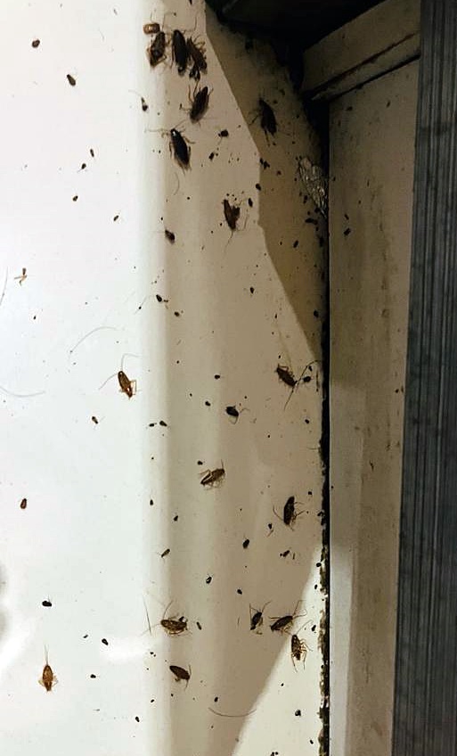 Zwalczanie prusaków i karaluchów