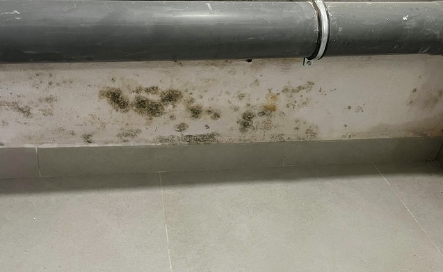 Ekspertyza mykologiczna - https://www.deratyzacja-epak.pl - zwalczanie szczurów i myszy, zwalczanie much mrówek, oprysk na kleszcze i komary, zwalczanie pluskiew, dezynfekcja urzędów, dezynfekcja klimatyzacja, dezynfekcja i sprzątanie po zmarłych, gazowanie zbóż silosów magazynów, zamgławianie termiczne ulv, usuwanie roztoczy alergenów, ozonowanie mieszkań klimatyzacji, usuwanie grzybów pleśni bakterii, wdrożenie haccp punkty krytyczne, audyt biologa terenowego brc, dokumentacja haccp ghp gmp, szkolenia dla pracowników ifs haccp, sprzątanie poddaszy strychów piwnic, usuwanie odchodów gołębi i innych ptaków, sprzątanie i odkażanie po zgonach, zwalczanie roztoczy i ich alergenów, odgrzybianie, likwidacja pleśni grzybów alergenów, izolacja pozioma przy zawilgoceniu murów piwnic, osuszanie budynków i mieszkań, usuwanie wilgoci, badania laboratoryjne pleśni grzybów, pobieranie próbek z powietrza i różnych innych powierzchni Ekspertyza mykologiczna - zwalczanie szczurów i myszy, zwalczanie much mrówek, oprysk na kleszcze i komary, zwalczanie pluskiew, dezynfekcja urzędów, dezynfekcja klimatyzacja, dezynfekcja i sprzątanie po zmarłych, gazowanie zbóż silosów magazynów, zamgławianie termiczne ulv, usuwanie roztoczy alergenów, ozonowanie mieszkań klimatyzacji, usuwanie grzybów pleśni bakterii, wdrożenie haccp punkty krytyczne, audyt biologa terenowego brc, dokumentacja haccp ghp gmp, szkolenia dla pracowników ifs haccp, sprzątanie poddaszy strychów piwnic, usuwanie odchodów gołębi i innych ptaków, sprzątanie i odkażanie po zgonach, zwalczanie roztoczy i ich alergenów, odgrzybianie, likwidacja pleśni grzybów alergenów, izolacja pozioma przy zawilgoceniu murów piwnic, osuszanie budynków i mieszkań, usuwanie wilgoci, badania laboratoryjne pleśni grzybów, pobieranie próbek z powietrza i różnych innych powierzchni
